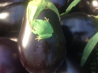 Reinette sur aubergine