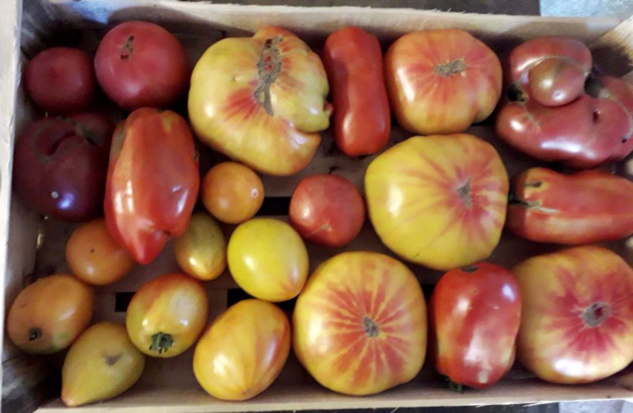tomates-plateau