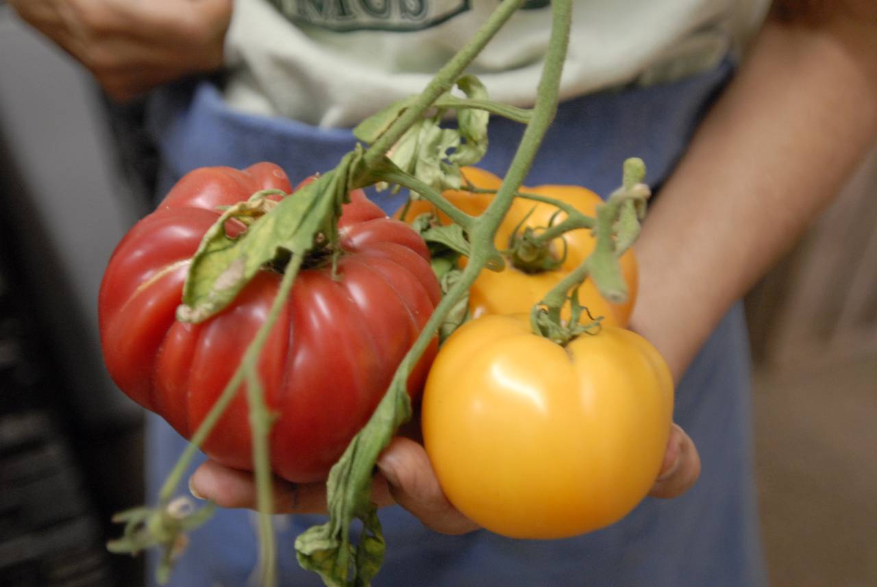 tomates anciennes rouges et jaunes