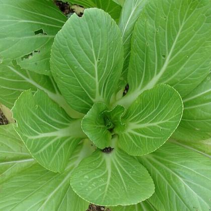 photo chou-chinois-pak-choi-saute-a-l-ail-et-au-gingembre